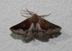 Drepanogynis ectoglauca