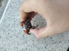 Orisarma sinense