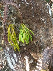 Psilotum complanatum