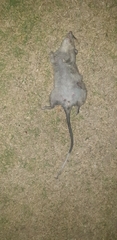 Cricetomys gambianus