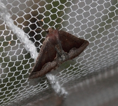 Drepanogynis ectoglauca