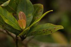 Syzygium sandwicense