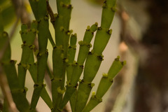 Korthalsella complanata