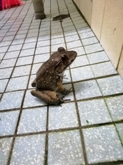 Limnonectes paramacrodon