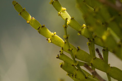 Korthalsella complanata