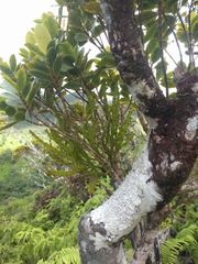 Korthalsella complanata