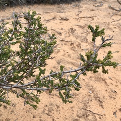 Acacia acanthoclada
