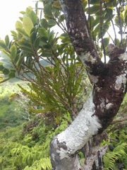 Korthalsella complanata