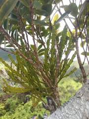 Korthalsella complanata