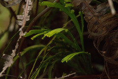 Psilotum complanatum