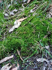 Rosulabryum subtomentosum
