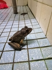 Limnonectes paramacrodon