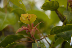 Metrosideros macropus
