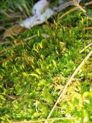 Rosulabryum subtomentosum