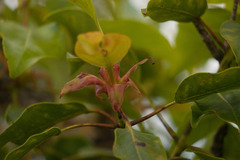 Metrosideros macropus