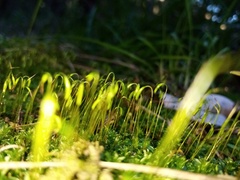 Rosulabryum subtomentosum