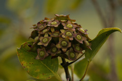 Metrosideros macropus