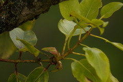 Metrosideros macropus