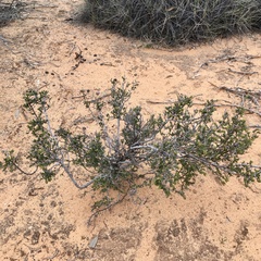 Acacia acanthoclada