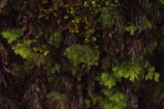 Hymenophyllum lanceolatum