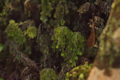 Hymenophyllum lanceolatum