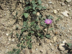 Psephellus salviifolius