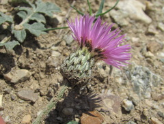 Psephellus salviifolius