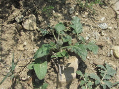 Psephellus salviifolius