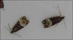 Scoparia minusculalis