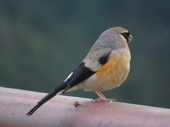 Pyrrhula owstoni
