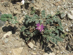 Psephellus salviifolius