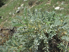 Astragalus denudatus