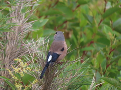 Pyrrhula owstoni