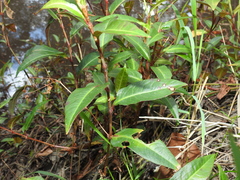 Persicaria dichotoma