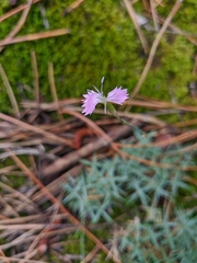 Dianthus humilis