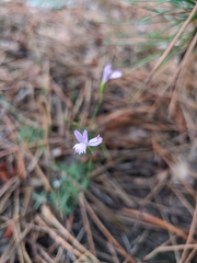 Dianthus humilis