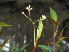 Persicaria dichotoma