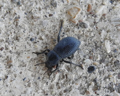Cryptoglossa infausta