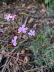 Dianthus humilis