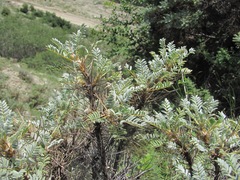 Astragalus denudatus