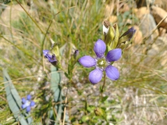 Gentiana setigera
