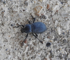 Cryptoglossa infausta