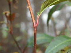 Persicaria dichotoma