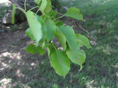 Pyrus communis caucasica
