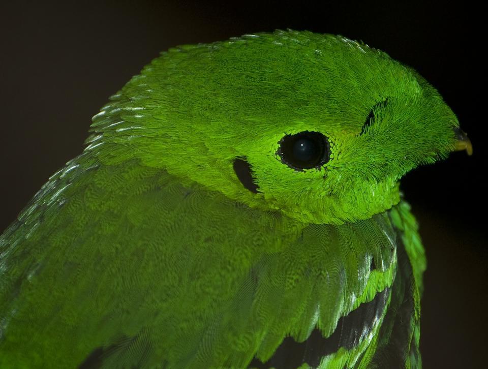 African and Green Broadbills