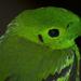 African and Green Broadbills - Photo (c) Adam Dewan, some rights reserved (CC BY-NC-SA)
