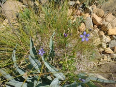 Gentiana setigera