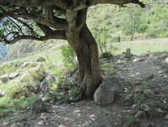 Pyrus communis caucasica