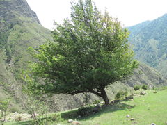 Pyrus communis caucasica