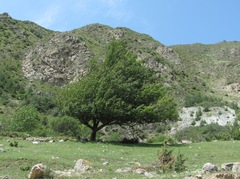 Pyrus communis caucasica
